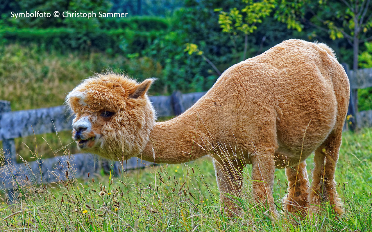 Alpine wildlife park Feld am See, Symbol Photo © Christoph Sammer